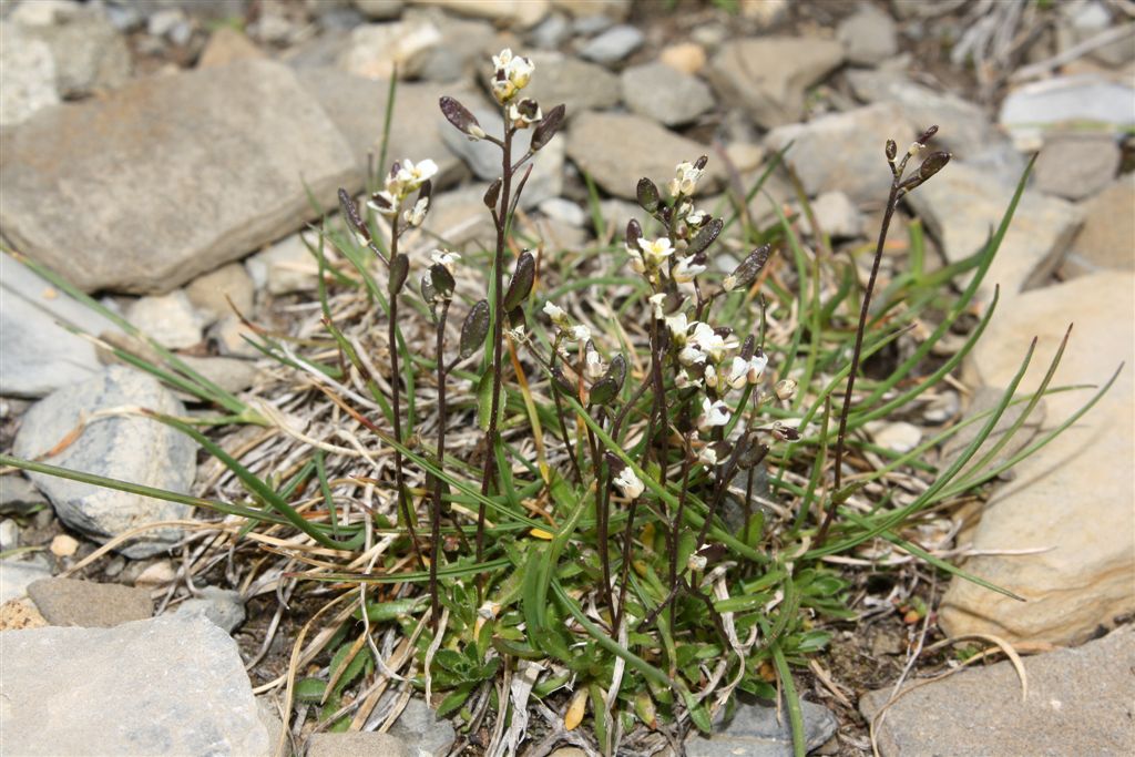 Draba siliquosa / Draba carinziana